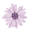flor